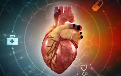 Anatomie și fiziologie cardiacă